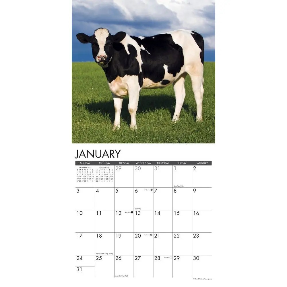 Cow Calendar September 2024 Calendar Cows Wall Calendar