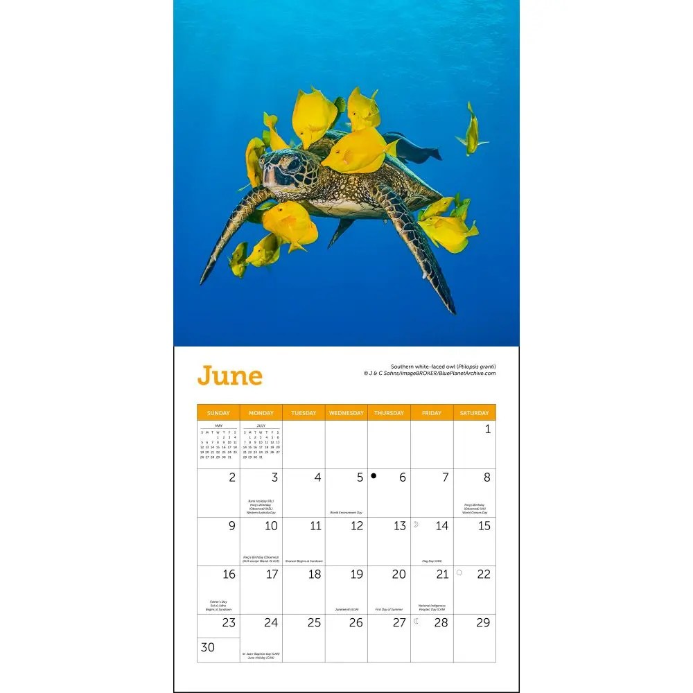 Sea Turtle Wall Calendar 2024 Sea Turtles 2024 Mini Wall Calendar