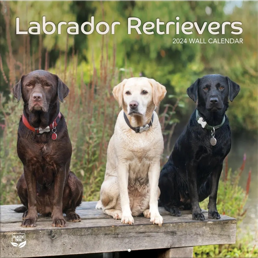 2025-2025 Labrador Retriever Engagement Calendar
