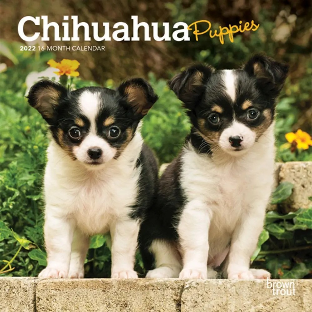 Chihuahuas 2022 Calendar