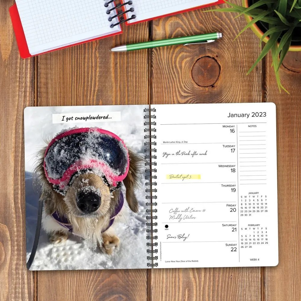 Crusoe the Celebrity Dachshund 2023 Engagement Calendar