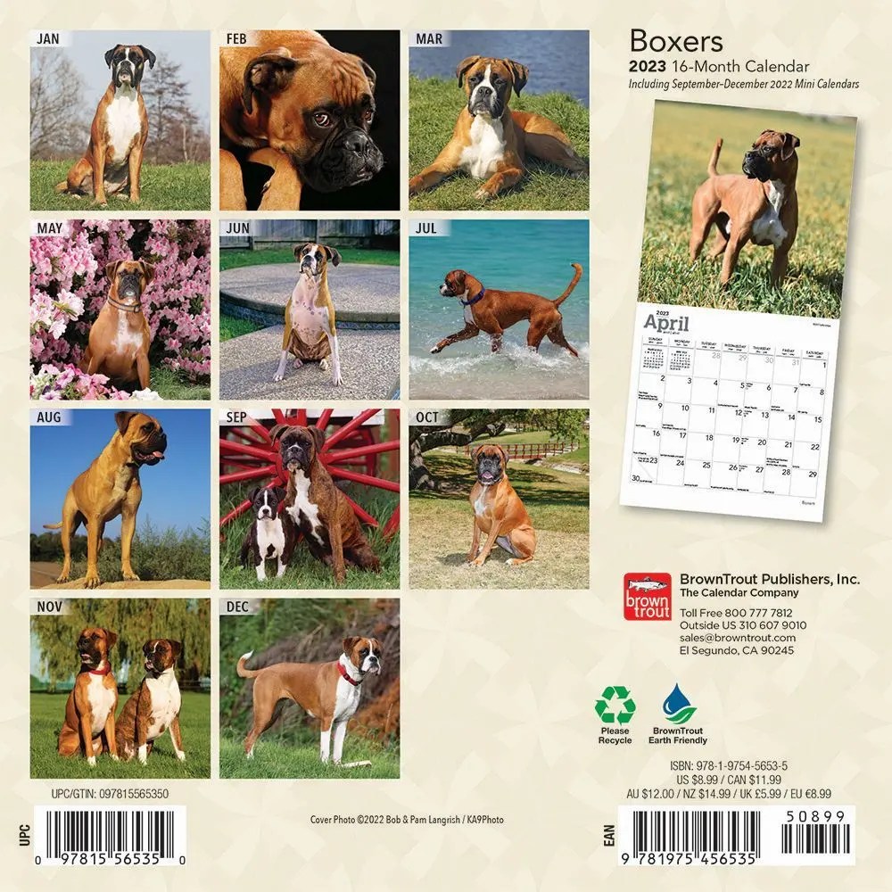 boxer dog calendar 2023 Boxers International Edition 2023 Mini Wall Calendar