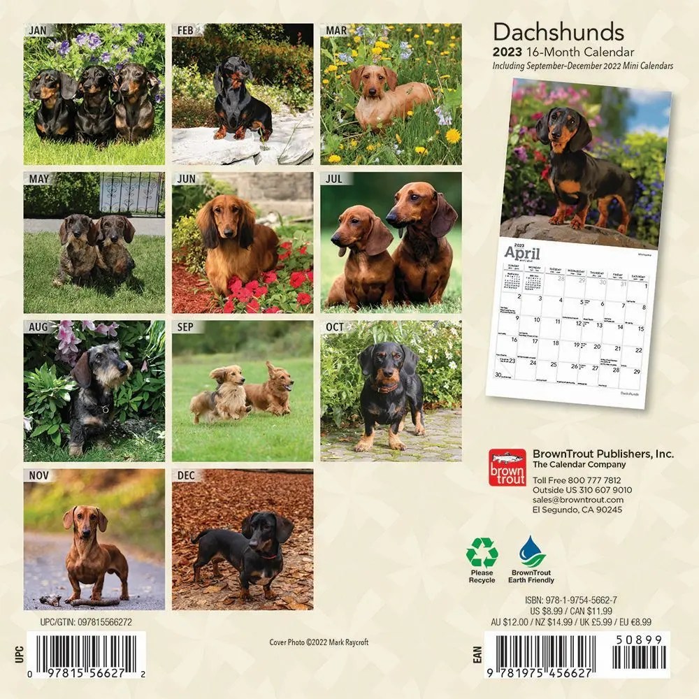 Dachshunds 2023 Mini Wall Calendar