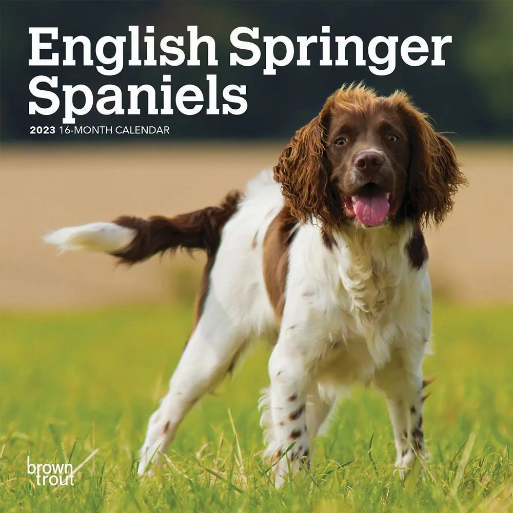 English Springer Spaniels 2023 Mini Wall Calendar