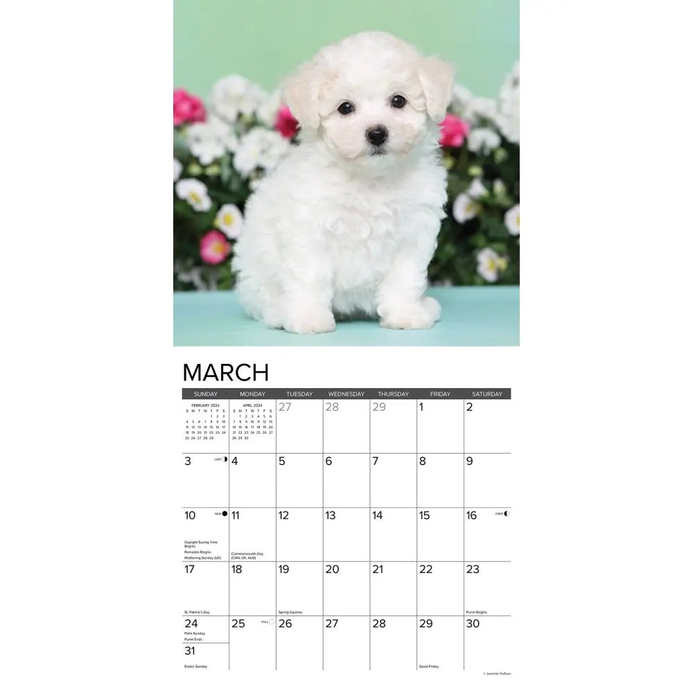 Bichon Frise Calendar 2024