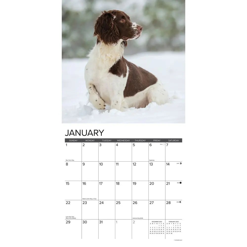 English Springer Spaniels 2023 Wall Calendar