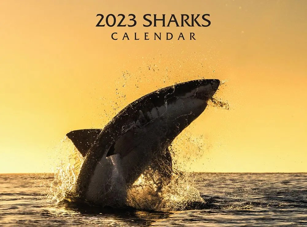 Sharks 2023 Calendar