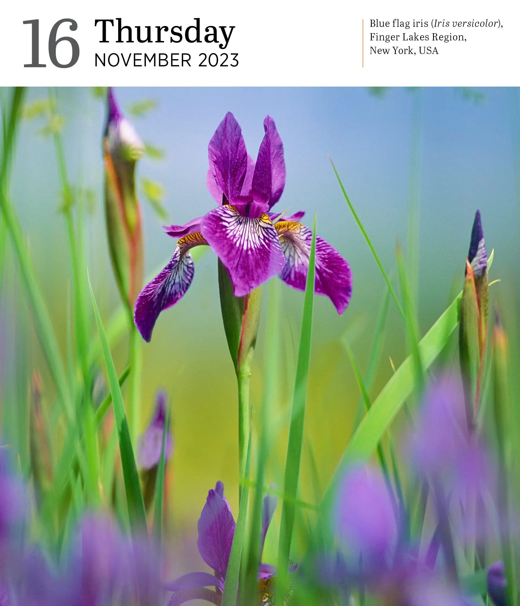 Audubon Nature 2023 PageADay Gallery Calendar