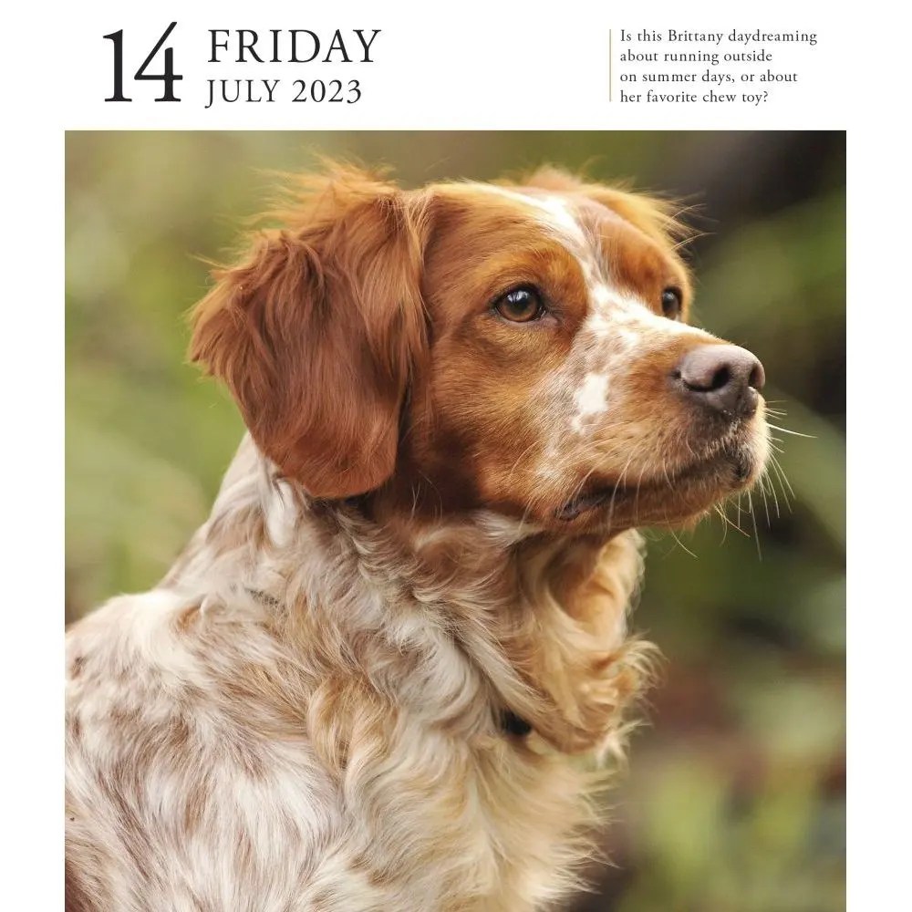 When Are The Dog Days Of Summer 2023 Dog 2023 Page-A-Day Gallery Calendar - Calendars.com