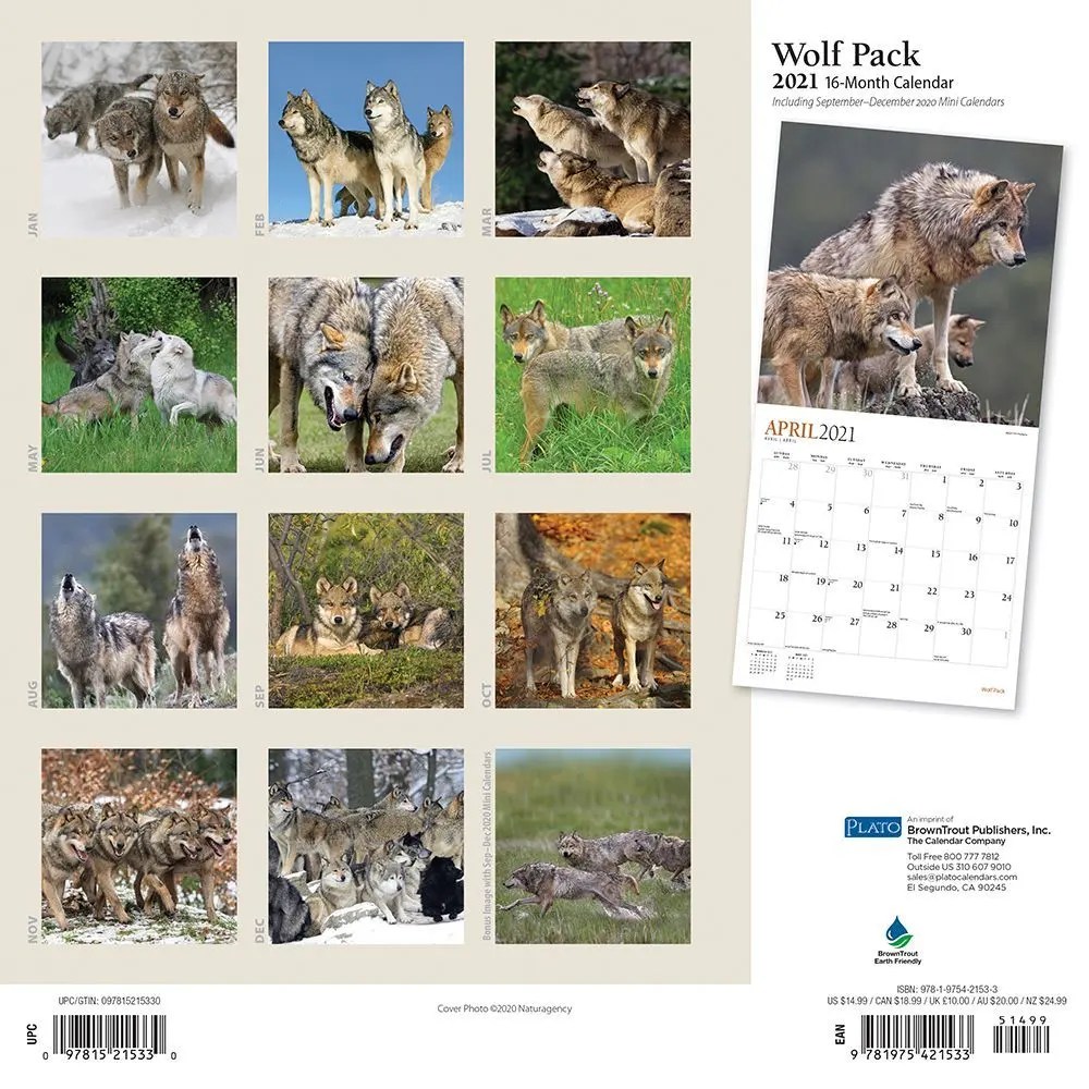 Wolf Pack Member Crossword Clue
