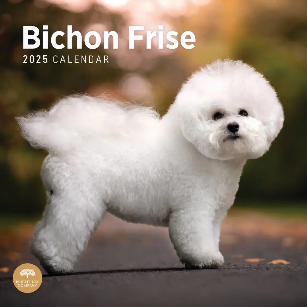 Bichon Frise 2025 Wall Calendar
