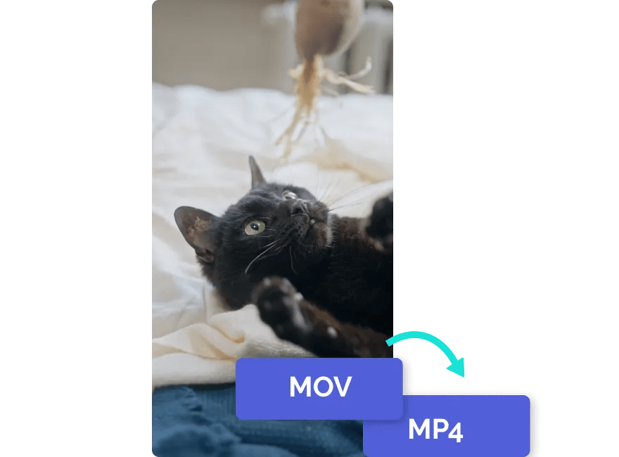 MOV to MP4 Converter — Convert MOV to MP4 — Kapwing