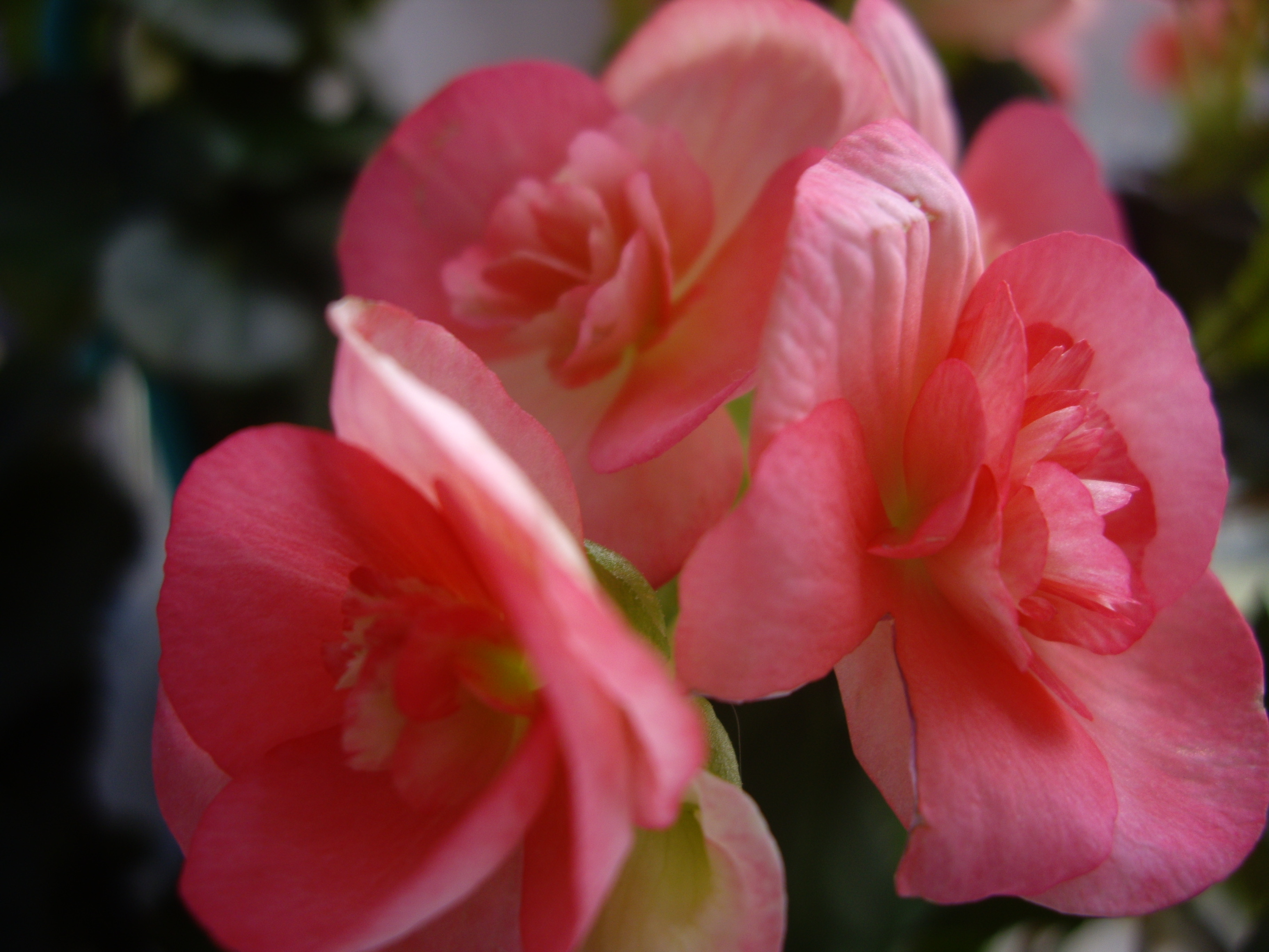 Care of Begonia Bulbs Garden Guides