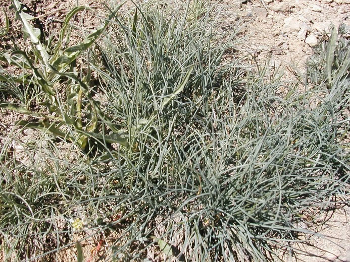 How to Grow Idaho Fescue Garden Guides