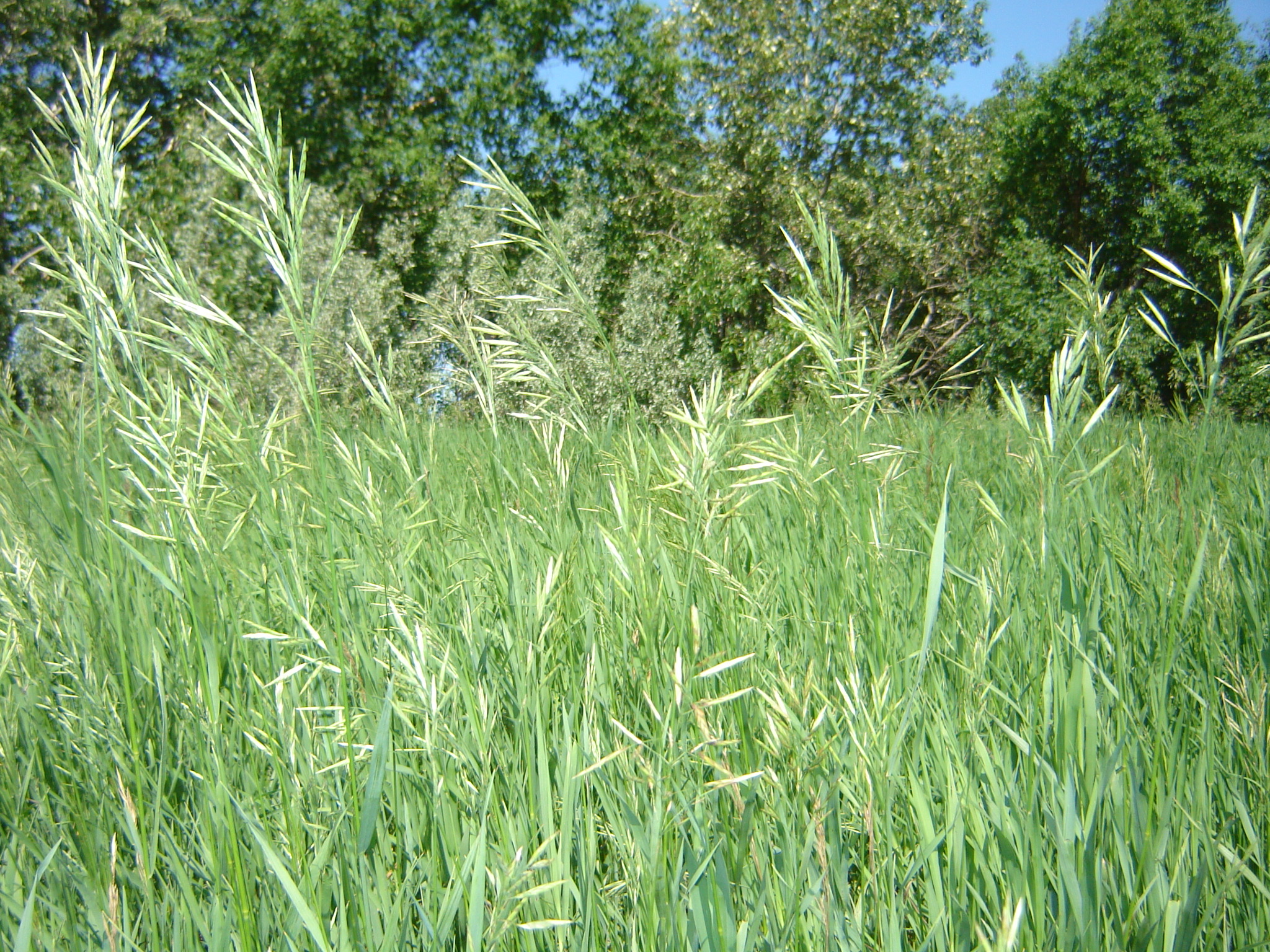 Braiding Sweetgrass Google Books