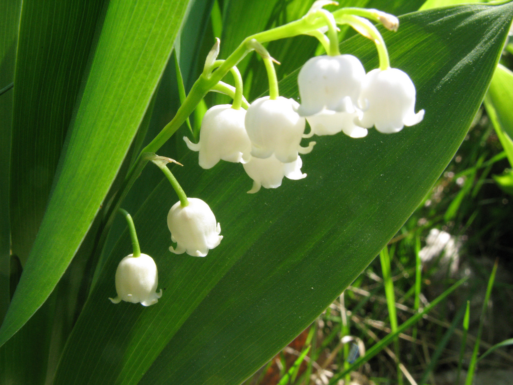 When to Transplant a Lily of the Valley Garden Guides
