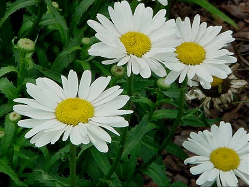 Daisy Flowers Garden Guides