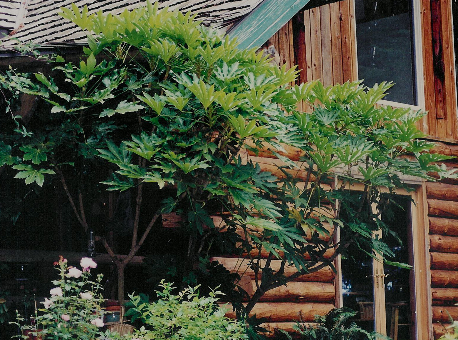 How to Prune a Fatsia Japonica Garden Guides