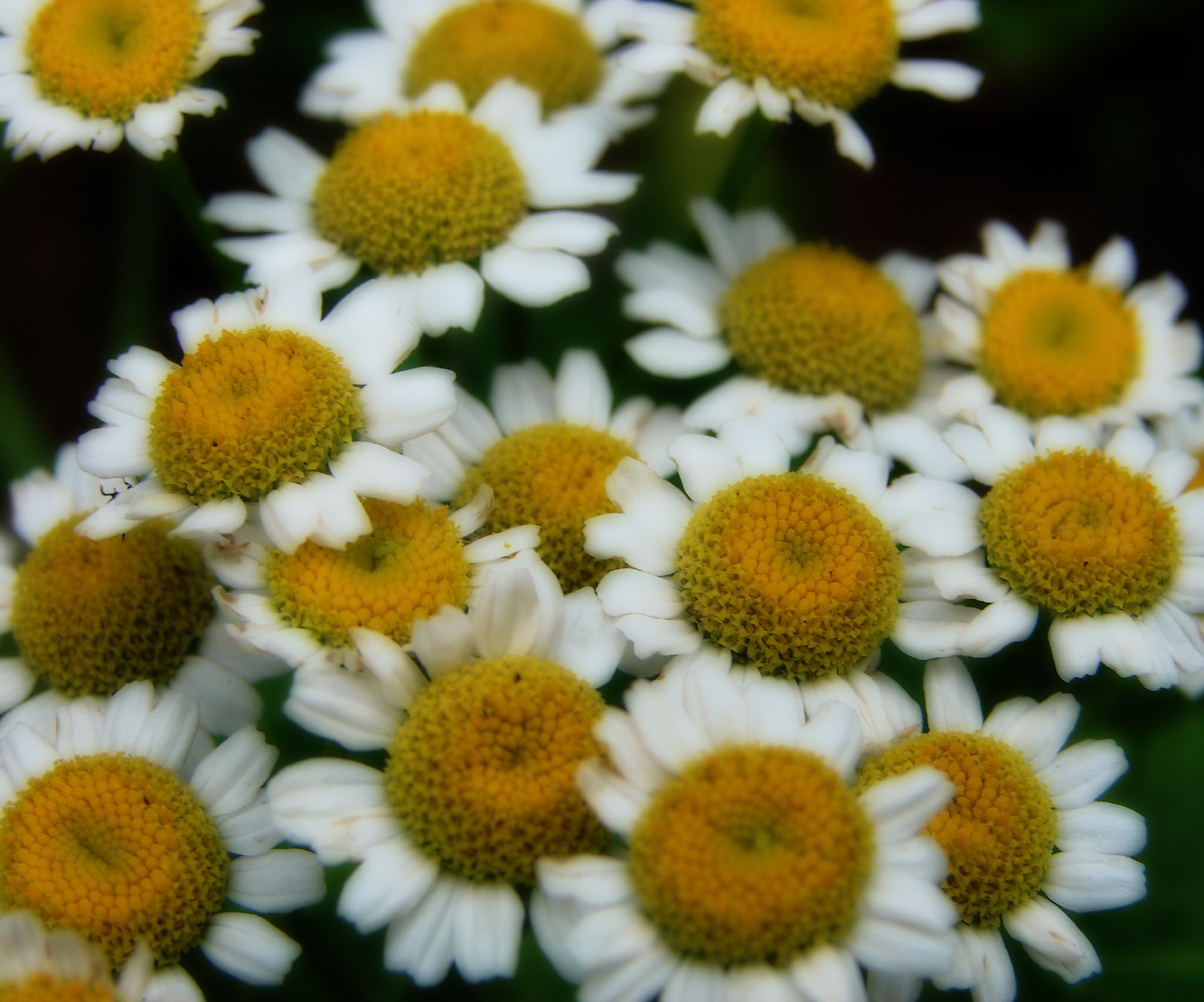How to Grow Feverfew Garden Guides