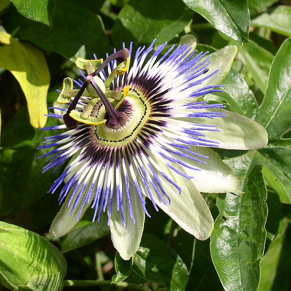 Growing Information for the Passion Flower Garden Guides