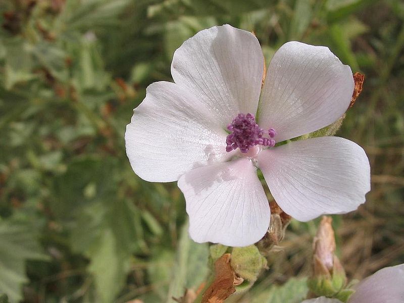 How to Grow English Mallow Garden Guides