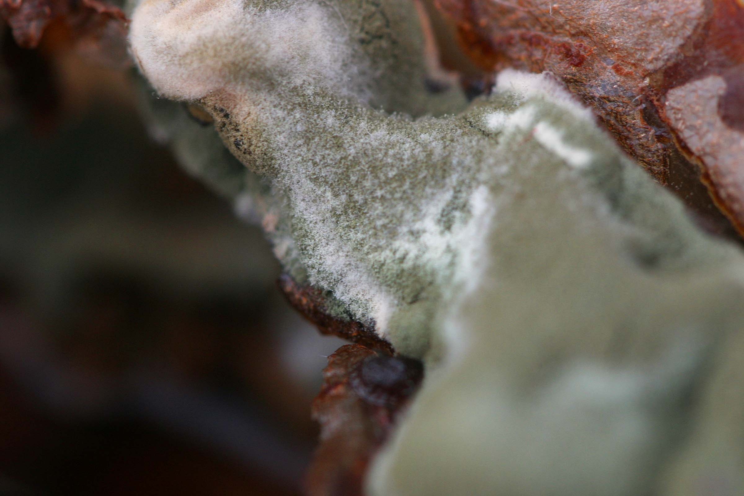 How does mould grow? eHow UK