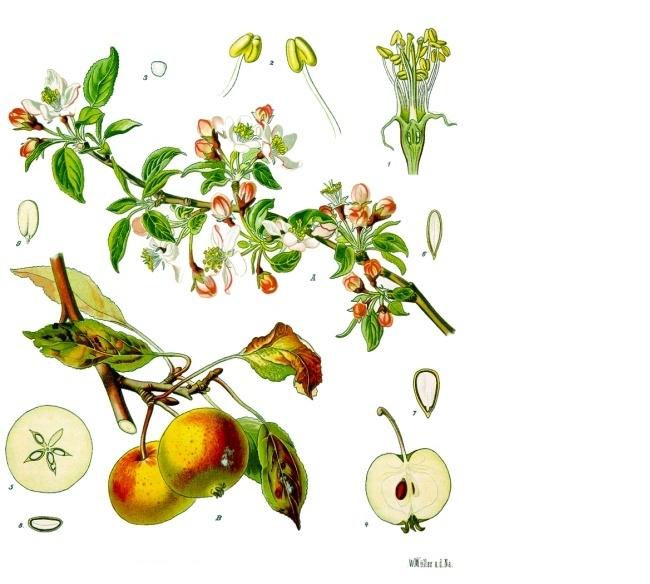 Characteristics of Apple Trees Garden Guides