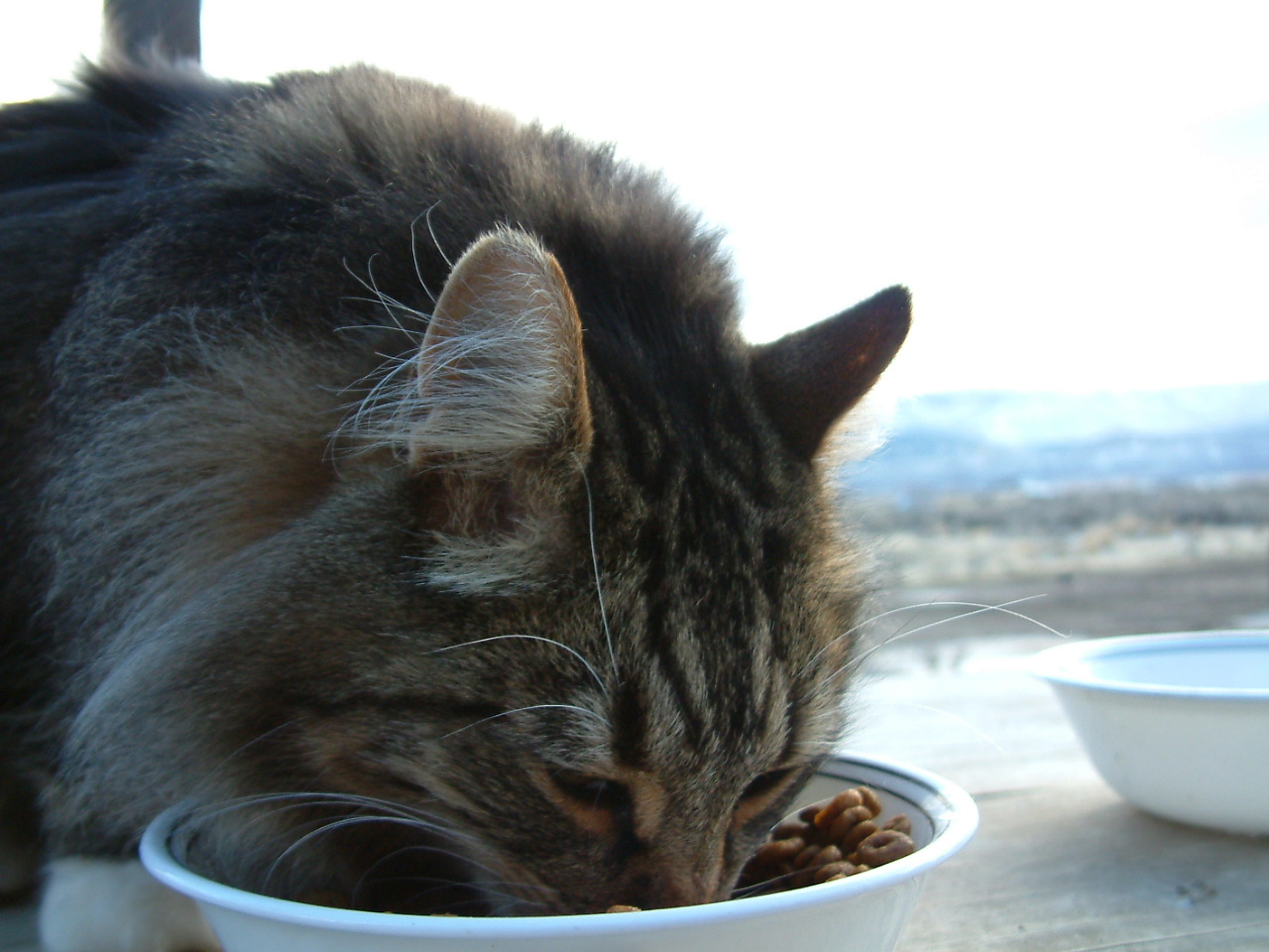 Happy Living Best Cat Food for a Diabetic Cat