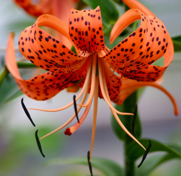 About Tiger Lilies Garden Guides