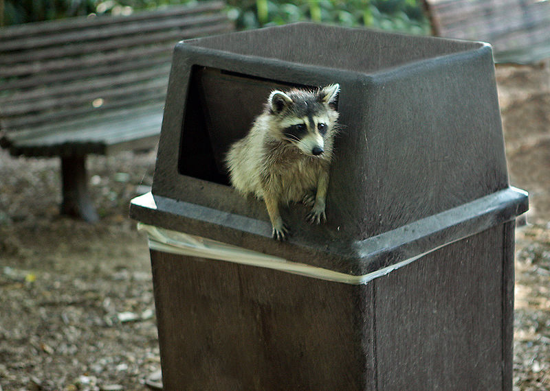 Homemade raccoon trap eHow UK