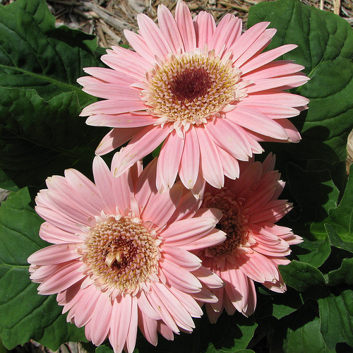 Care for Potted Gerbera Daisies eHow UK