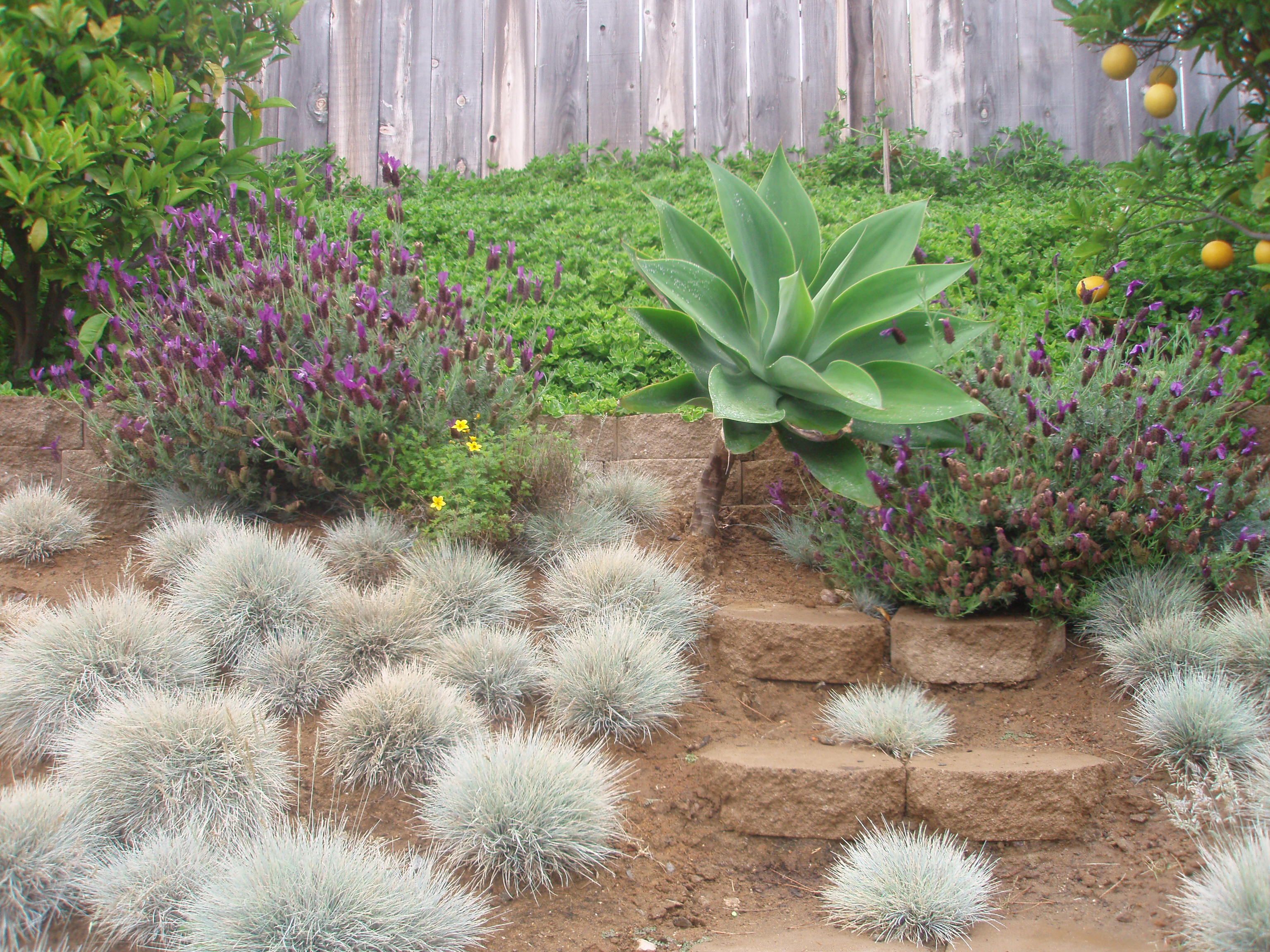 Types of Ground Cover Plants | eHow UK