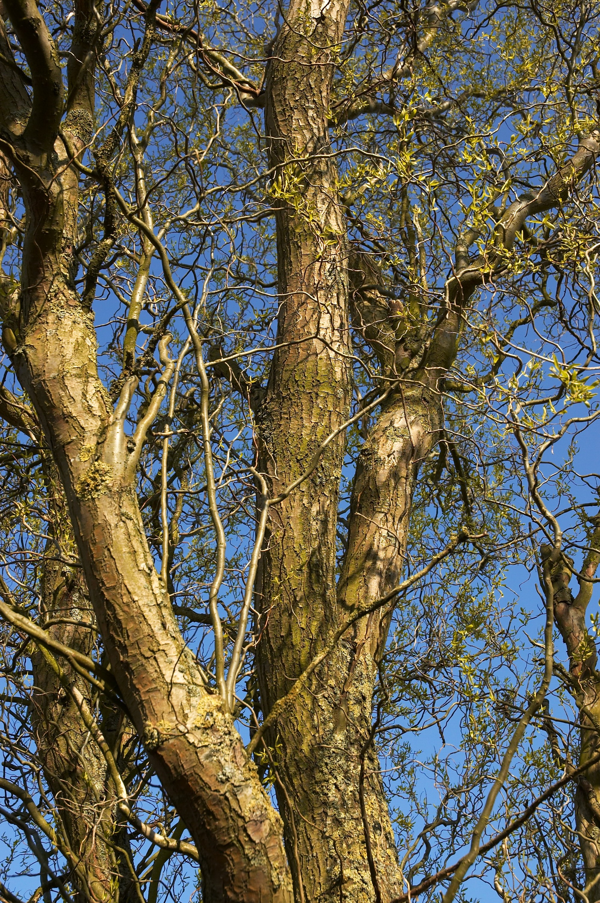 Corkscrew Willow Tree Care eHow UK