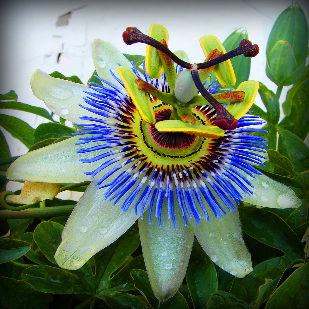Passion Flower Habitat Garden Guides