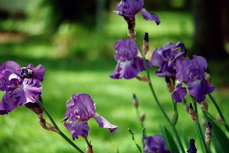 How to Plant a Purple Iris Garden Guides