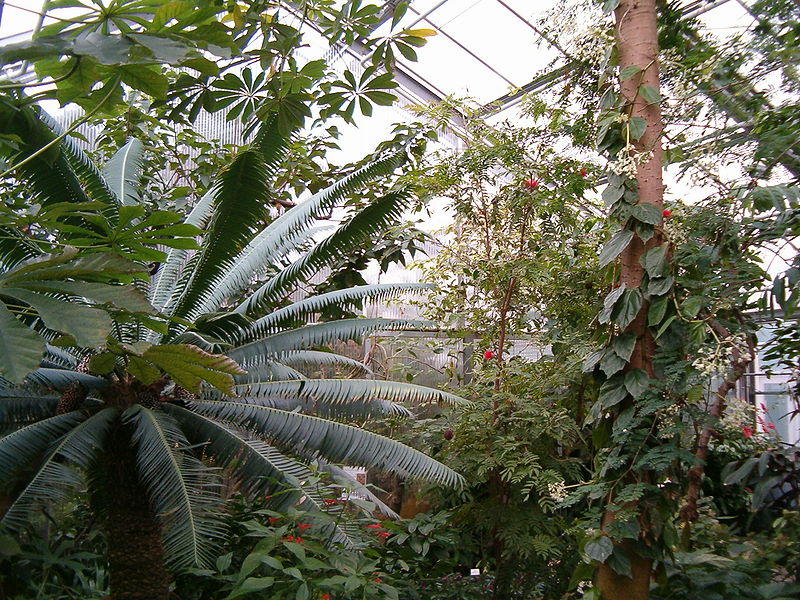 Growing Exotic Plants Garden Guides