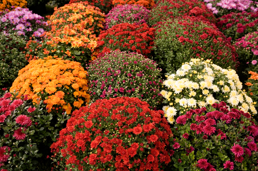 Shrubs To Plant In Fall Plant Ideas