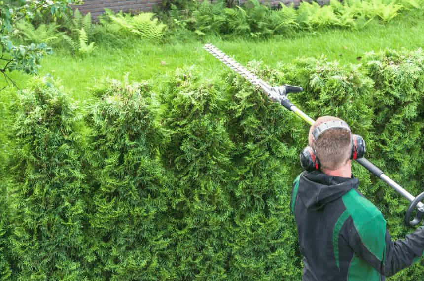12 Best Low Maintenance Hedge Plants Australia Yard Work