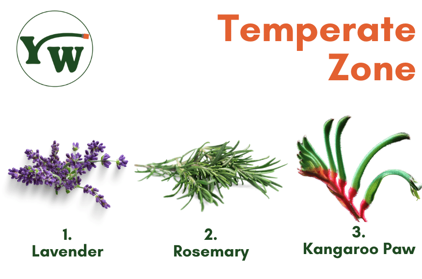 9 Plants That Flower All Year Round in Australia Yard Work