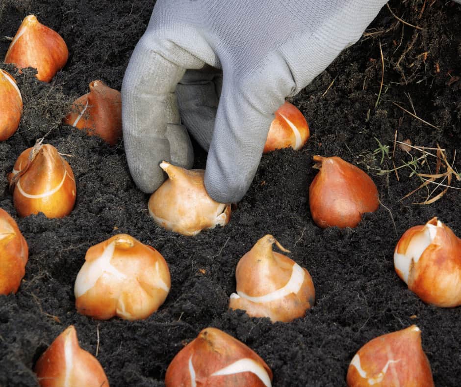 How & When to Plant Tulips in Melbourne Yard Work