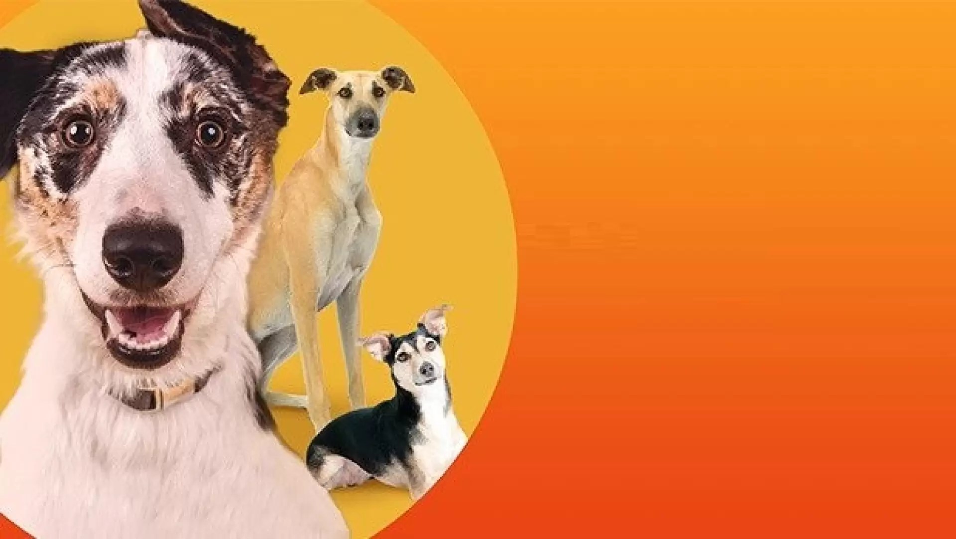 دانلود سریال The Dog House Australia 2021