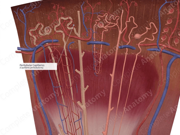 Peritubular Capillaries