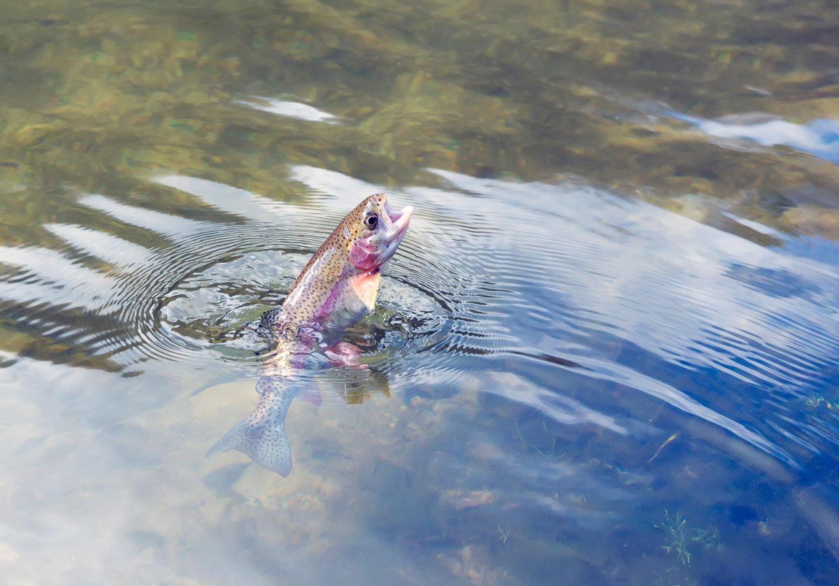 Our Favorite Fly Shops 5280