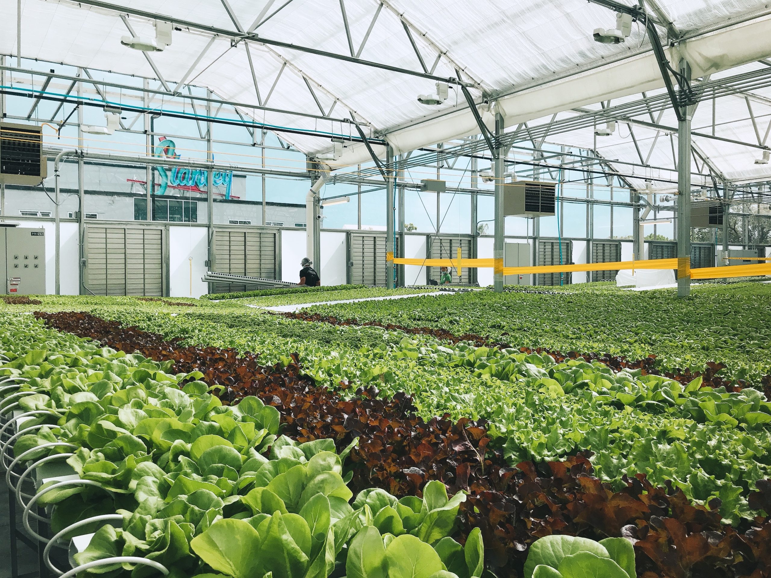 Gotham Greens Produces Sustainably Farmed Lettuce In Stapleton