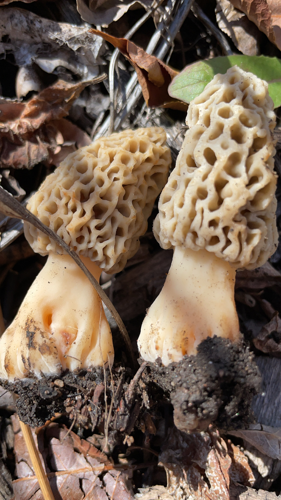 What’s in Season Now Morel Mushroom