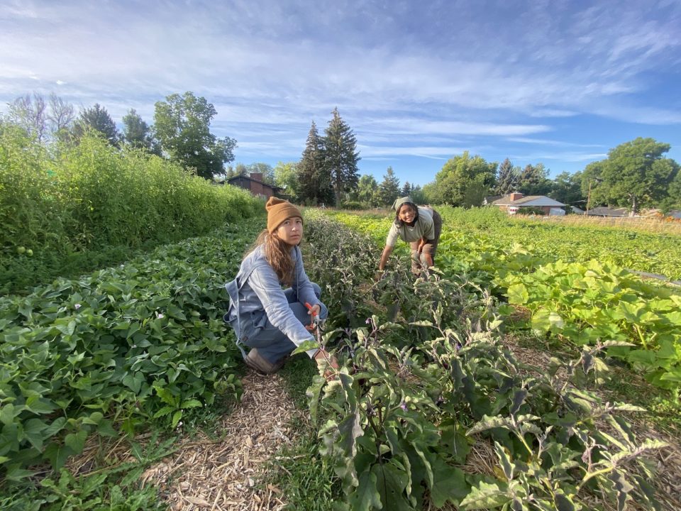 How FrontLine Farming Is Using Land to Grow Food and Heal Generational