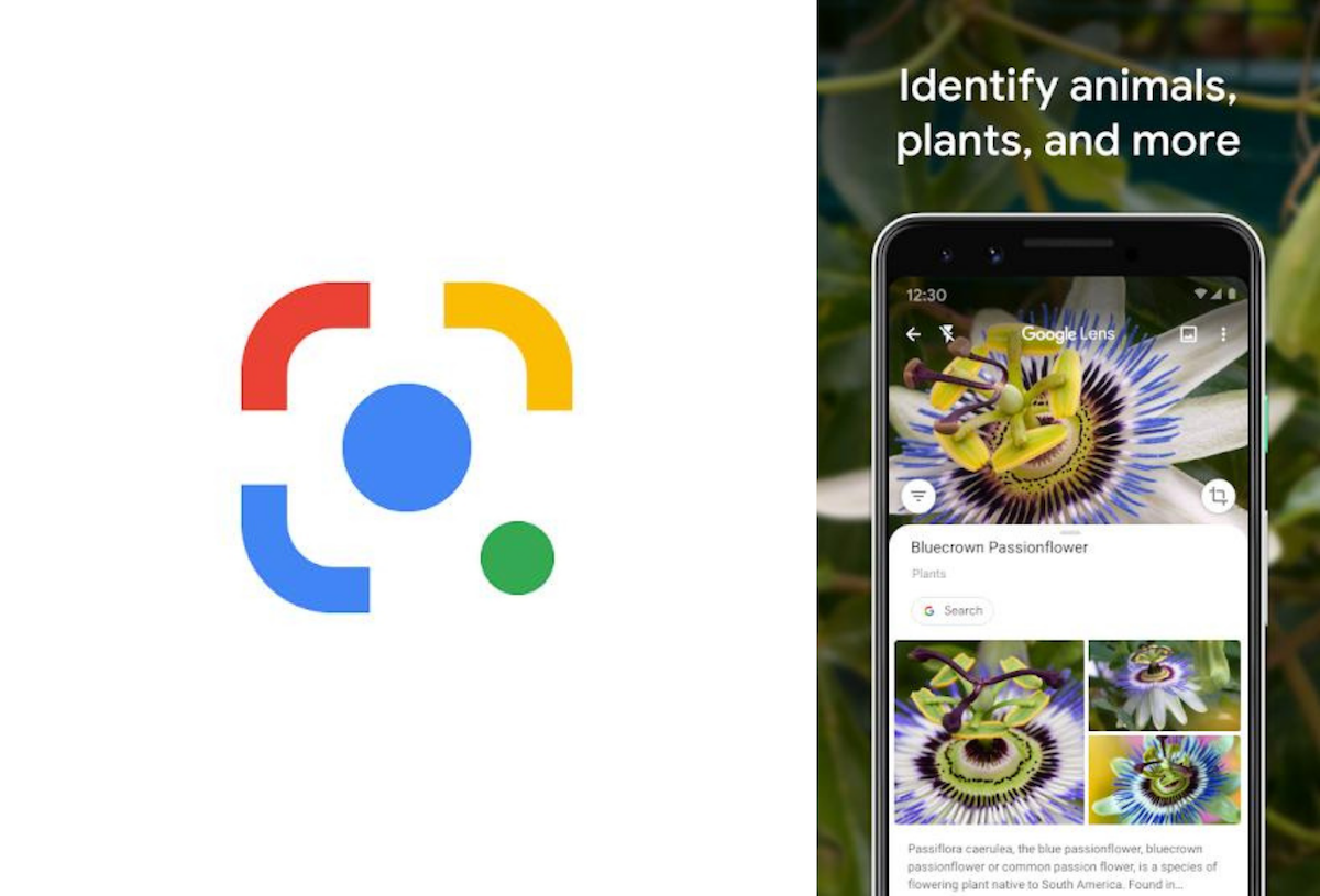 How to Identify Plants & Trees with Android, iOS
