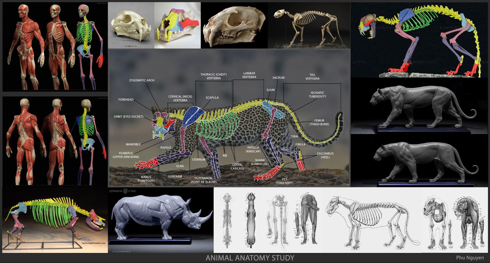 71+ Animal Anatomy Book For Artists Pendekkomey