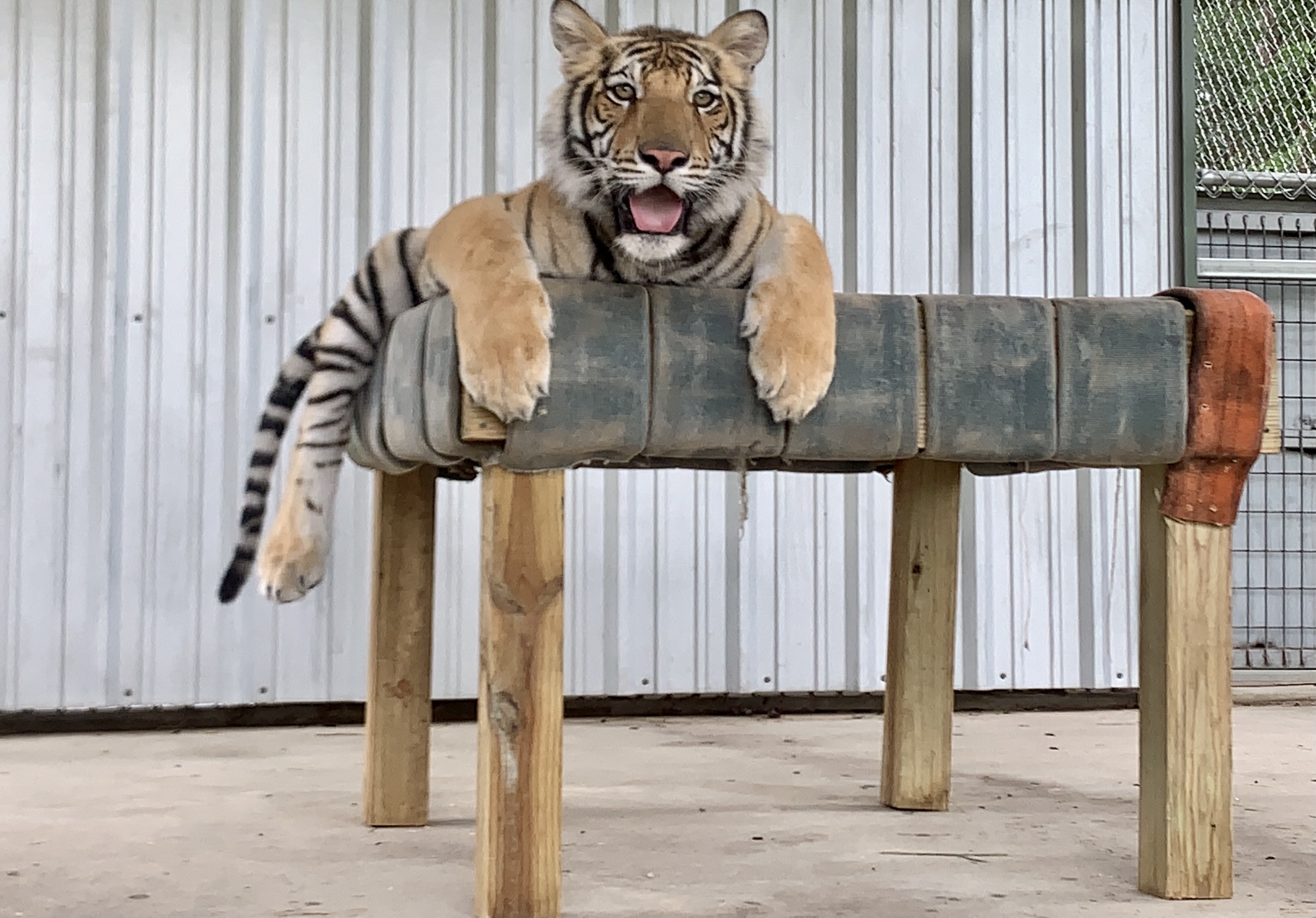 India the tiger The north Texas ranch gives the public an update the