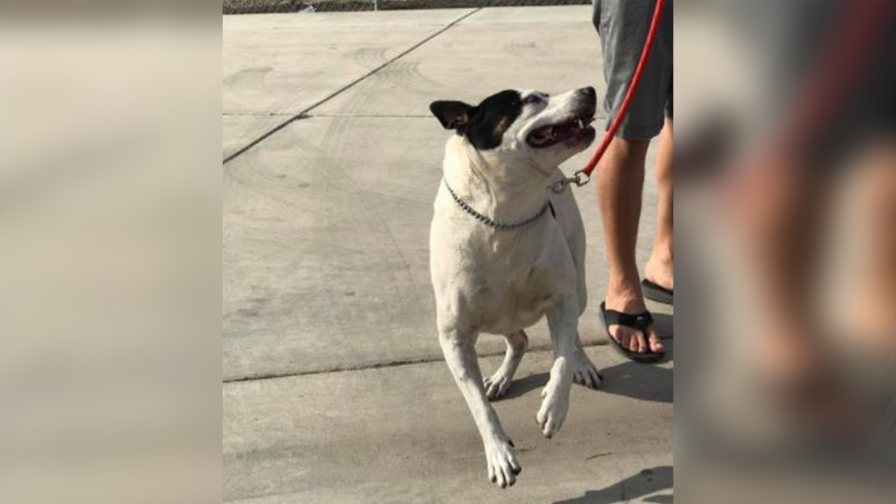 Tulare Animal Services looking for volunteers to walk, play with